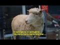 The Cloned Sheep Song (parody of Im Märzen der Bauer)