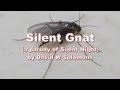 Silent Gnat - a parody of Silent Night