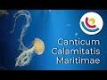 Canticum Calamitatis Maritimae - Jaakko Mäntyjärvi | Cape Town Youth Choir